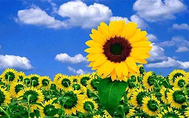 Sunflower指弹谱-孙培博-太阳花独奏六线谱-指弹吉他教学